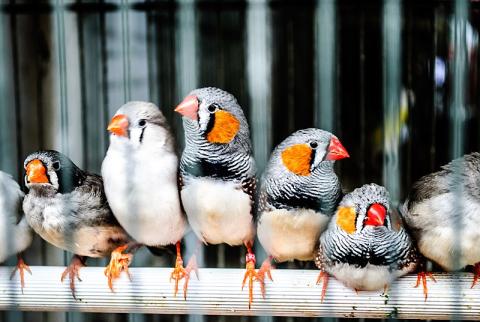 picture of family of birds orange black gray white